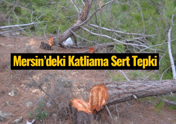 Mersin'de Ağaç Katliamı, Belediyeden Açıklama Geldi