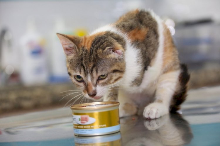“Ayağı ve Kulağı Kopan Kedi, Erdemli Belediyesi’nin Duyarlılığıyla Hayata Tutundu”